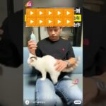 #ウマ娘プリティーダービー #ウマ娘 #cover #cat #prettycat # #cute #funnyvideo #cat