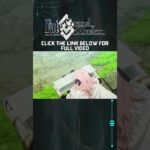 The Servant Who Can Truly Choose His Own Path