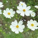 【ケーナ(ケナーチョ)演奏】Warrior(メメントモリの曲)