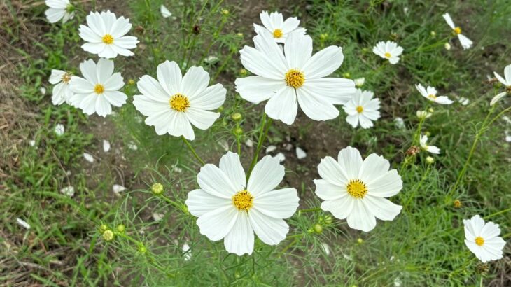 【ケーナ(ケナーチョ)演奏】Warrior(メメントモリの曲)