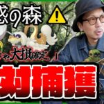 【ポケモンGO】一見、何の変哲もない虫イベント・・・だがしかし・・・これだけはやらなきゃ大損なんです・・・！！【魅惑の森：タマンチュラ】