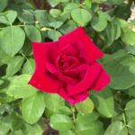 【ケーナ演奏】Never Ends(メメントモリの曲)