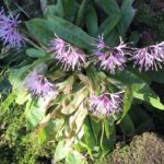 【ケーナ演奏】うたかた(メメントモリの曲)