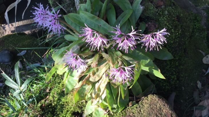 【ケーナ演奏】うたかた(メメントモリの曲)