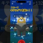 【ポケモンGO】スカーフキテルグマ色違い！！#ポケモンgo