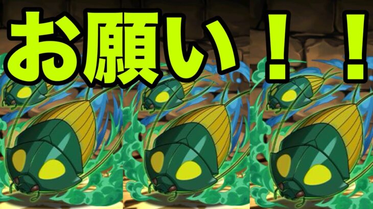 恐怖と絶望の『ゾッダ虫一点狙いガチャ』Part1　リゼロコラボ【パズドラ】