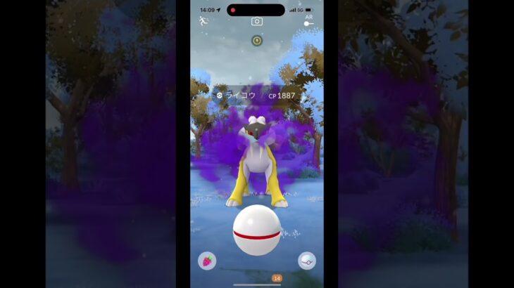 ポケモンGO シャドウライコウレイドデイ #ポケモンgo