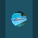 プロ野球スピリッツA配信LIVE