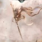 【メメントモリ w131 属性塔】翠510階 奇跡の大逆転