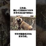 【ゆっくり解説】タヌキの意外すぎる雑学 #shorts #vtuber #モンスト