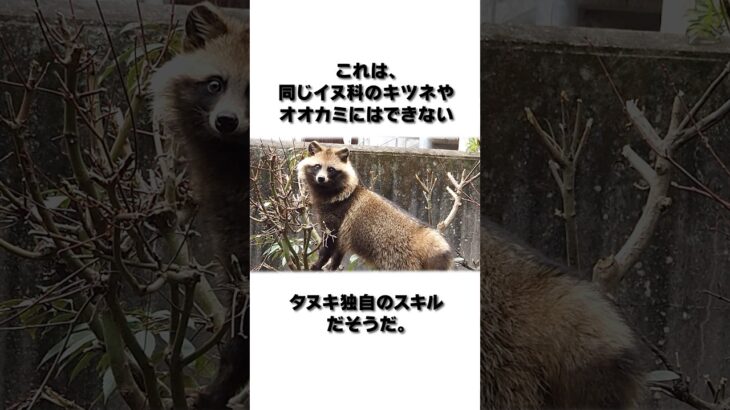 【ゆっくり解説】タヌキの意外すぎる雑学 #shorts #vtuber #モンスト