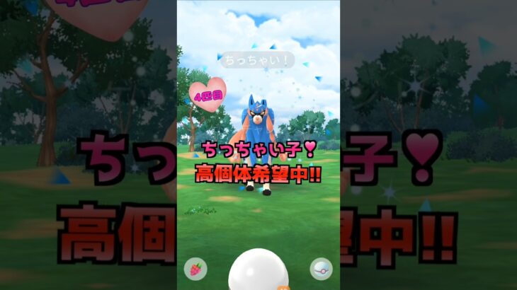 ザシアン１２戦♪高個体とxxs登場⁉【ポケモンGO】
