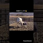 天使カフェラテ👼