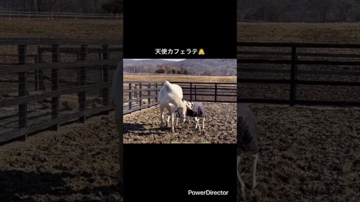 天使カフェラテ👼