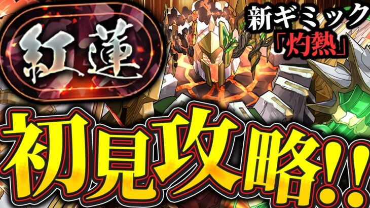 紅蓮チャレンジ初見攻略配信！！勝つぞーーー！！【パズドラ配信】