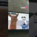 #ウマ娘プリティーダービー #cute💖