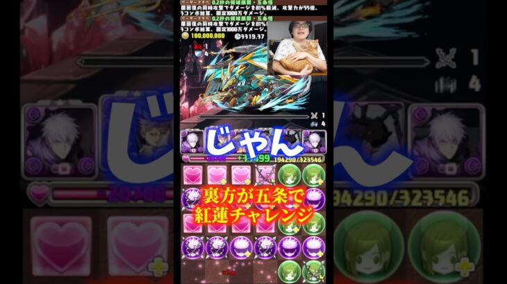【かわいい】愛猫の名前を一向に覚えない裏方 #たかし #パズドラ