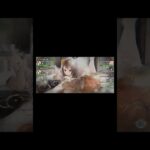 幻影、メルティーユで遊ぶ　#メメントモリ #メルティーユ