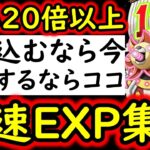 [トレクル]対スタミナ効率最高峰! 経験値を爆稼ぎ!! 神の12周年船爆誕!! 周回するならココ①!! 爆速フルオート周回!!!!! [12周年][OPTC][sugo fest]