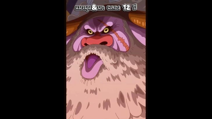 แมงมุม&นก 6 ดาว ฉลอง 12 ปี #onepiece #onepiecetreasurecruise #optc #optc #เกม #เกมมือถือ