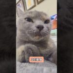請選擇！🤓#荒野行動 #朋友 #寶寶#貓咪#搞笑影片