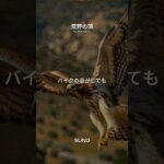 荒野の頂〜荒野行動Song