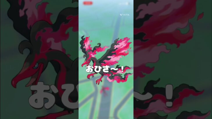 ガラルファイヤーゲッチャレ！ #ポケモン #おれポケ #ポケモンgo #pokemongo #pokémon #pokemon #ガラル三鳥