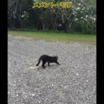番外編E16 メメント・モリ🤫😽😉 #ねこ動画 #ミセスグリーンアップル #メメントモリ