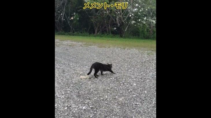 番外編E16 メメント・モリ🤫😽😉 #ねこ動画 #ミセスグリーンアップル #メメントモリ
