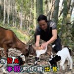 養殖業蓬勃發展，宰殺黑皮豬出售《荒野姻緣》23