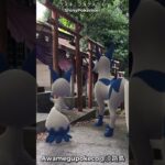 クスネ｜Nickit｜フォクスライ｜Thievul｜GOphotobomb｜Shiny Pokémon【ポケモンGO】AR動画｜PoKeMoN GO AR
