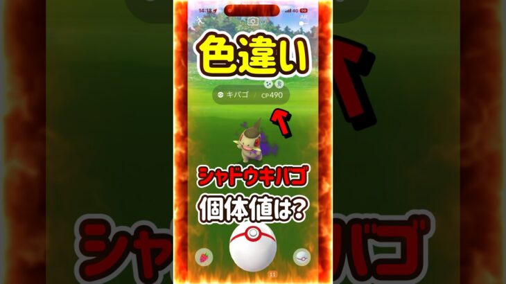 【ポケモンGO】これは嬉しい！色違いシャドウキバゴの個体値は！？ #ポケモンgo #ポケモン #Shorts