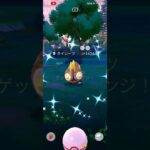 タイレーツ　色違い　背景　ポケモンGO