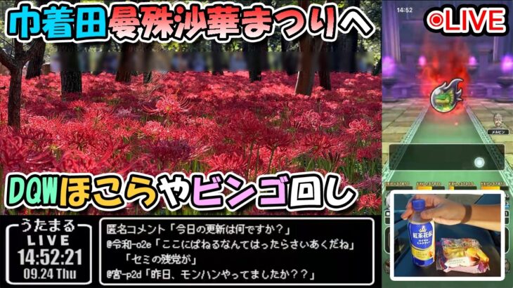 【ドラクエウォークLive】7周年記念 未知への道イベント周回と巾着田曼殊沙華まつりへ【ツイキャス、ニコ生同時配信】