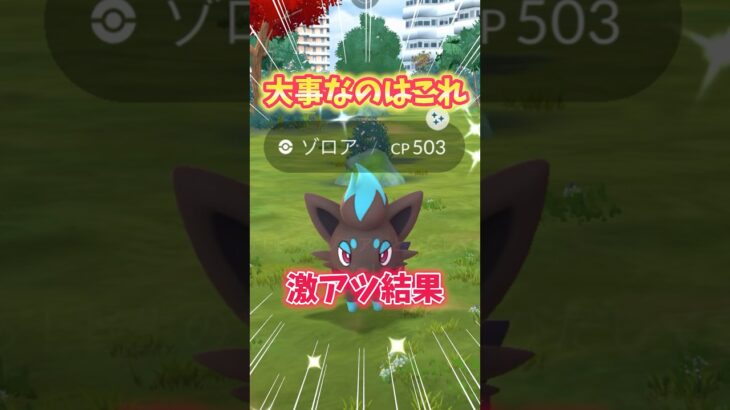 【ポケモンGO】色100狙える！やっぱり大事なのはこれ！#Pokémon #Zorua #shorts