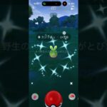 【ポケモンGO】色違いカジッチュ、ゲットだぜ！ #shinypokemon