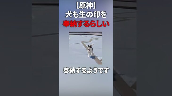 原神で犬ですら命の印を捧げてる件 #原神 #genshinimpact