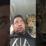 #shortvideo #cat #subscribe #subscribe #funny #anime #malaysia