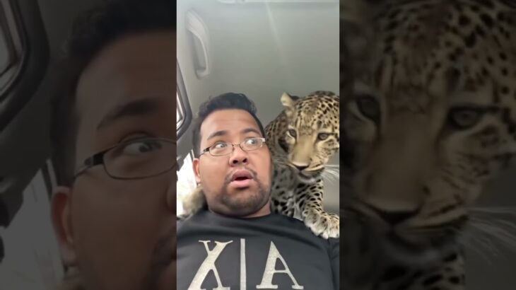 #shortvideo #cat #subscribe #subscribe #funny #anime #malaysia